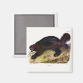 Wolverine oder Wolverene (Gulo gulo) von Audubon Magnet (Vorderseite/Rückseite)