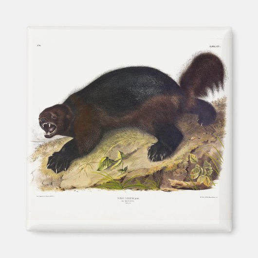 Wolverine oder Wolverene (Gulo gulo) von Audubon Magnet (Vorne)