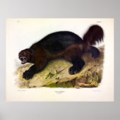 Wolverine oder Wolverene (Gulo gulo) von Audubon Poster (Vorne)
