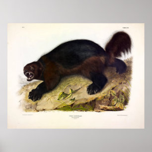 Wolverine oder Wolverene (Gulo gulo) von Audubon Poster