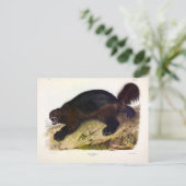 Wolverine oder Wolverene (Gulo gulo) von Audubon Postkarte (Stehend Vorderseite)