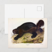 Wolverine oder Wolverene (Gulo gulo) von Audubon Postkarte (Vorne/Hinten)
