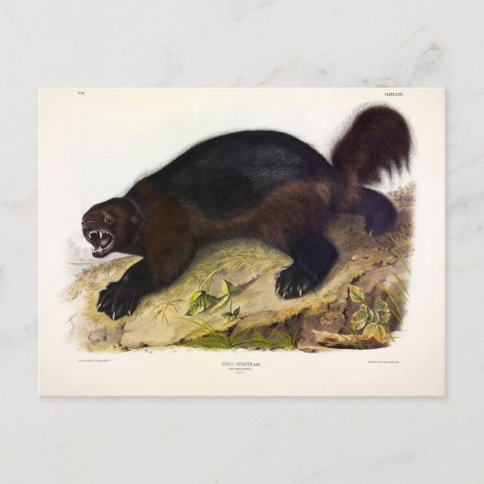 Wolverine oder Wolverene (Gulo gulo) von Audubon Postkarte (Vorderseite)