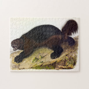 Wolverine oder Wolverene (Gulo gulo) von Audubon Puzzle