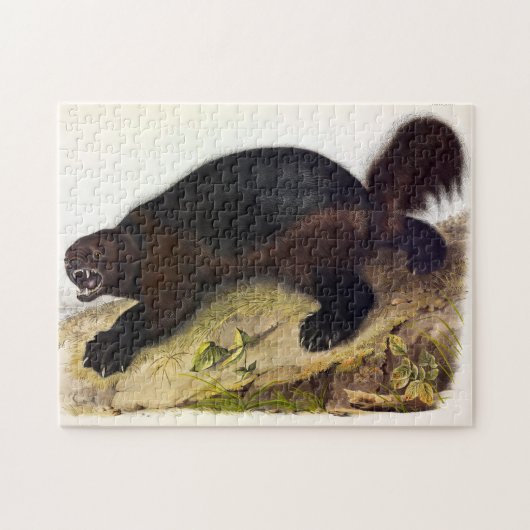 Wolverine oder Wolverene (Gulo gulo) von Audubon Puzzle (Horizontal)
