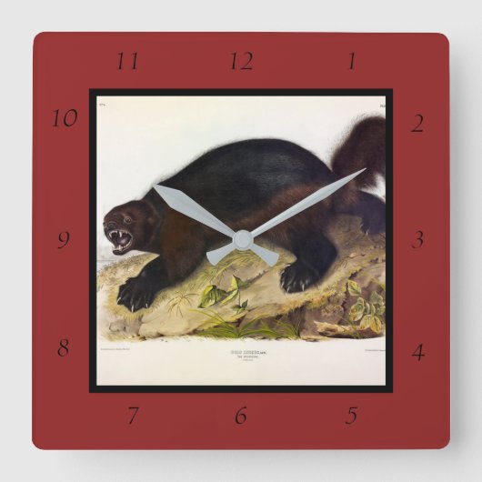 Wolverine oder Wolverene (Gulo gulo) von Audubon Quadratische Wanduhr (Vorderseite)