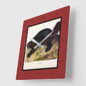 Wolverine oder Wolverene (Gulo gulo) von Audubon Quadratische Wanduhr (Winkel)