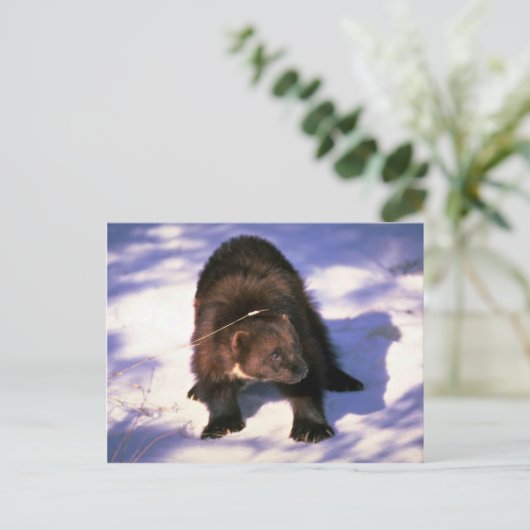 Wolverine on snow postkarte (Stehend Vorderseite)