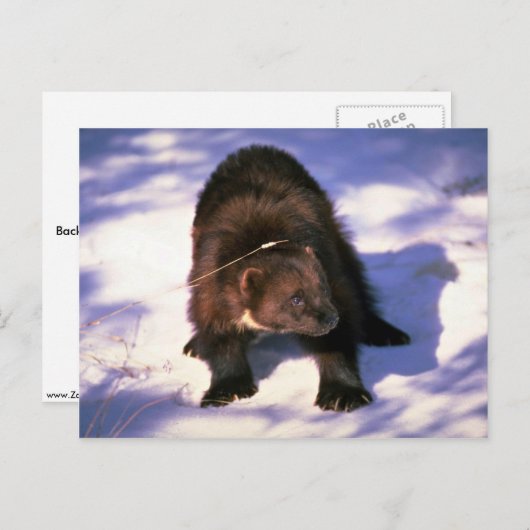 Wolverine on snow postkarte (Vorne/Hinten)