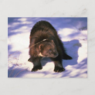 Wolverine on snow postkarte