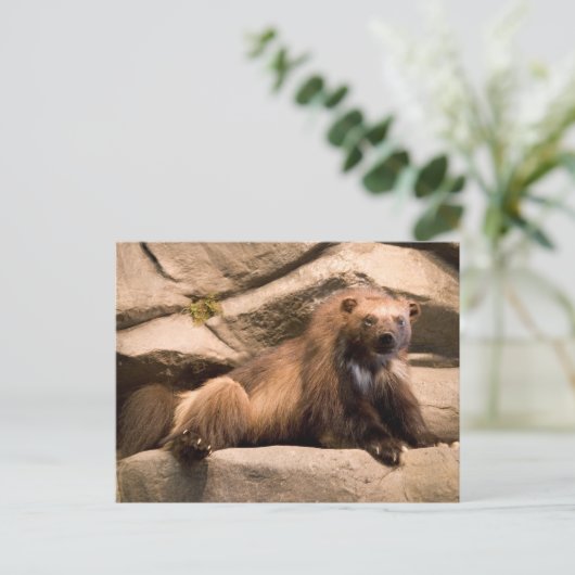 Wolverine Postkarte (Stehend Vorderseite)