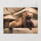 Wolverine Postkarte (Vorderseite)