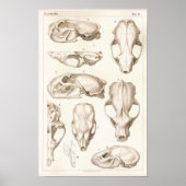 Wolverine Skull Veterinary Anatomy Print Poster (Vorne)