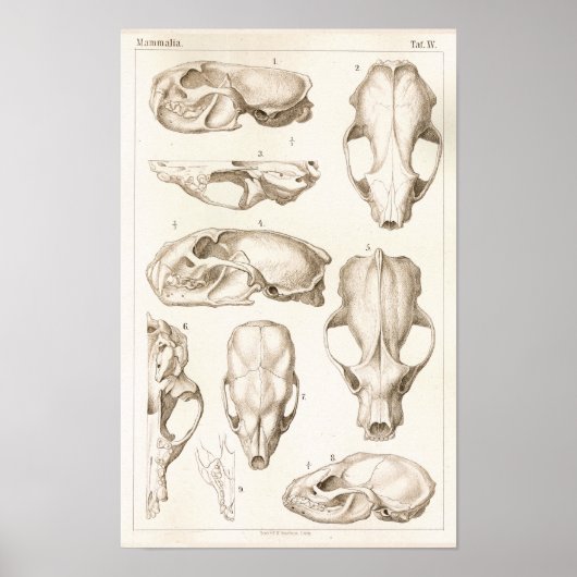 Wolverine Skull Veterinary Anatomy Print Poster (Vorne)