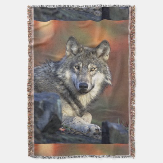 Wolves Gray Wolf Canis_lupus Decke (Vorderseite Vertikal)
