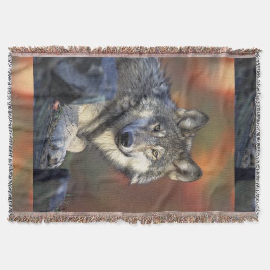 Wolves Gray Wolf Canis_lupus Decke (Vorderseite)