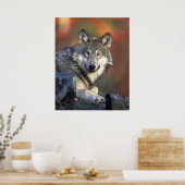 Wolves Gray Wolf Canis_lupus Poster (Küche)