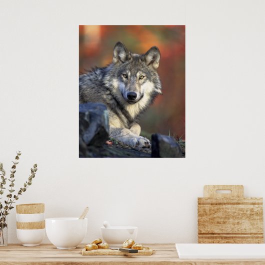 Wolves Gray Wolf Canis_lupus Poster (Küche)