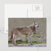 Wolves Gray Wolf Postcard Postkarte (Vorne/Hinten)