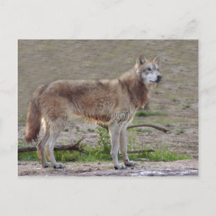 Wolves Gray Wolf Postcard Postkarte