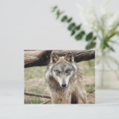 Wolves Gray Wolf Postcard Postkarte (Stehend Vorderseite)
