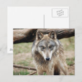 Wolves Gray Wolf Postcard Postkarte (Vorne/Hinten)