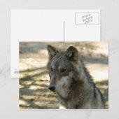 Wolves Gray Wolf Postcard Postkarte (Vorne/Hinten)