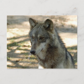 Wolves Gray Wolf Postcard Postkarte