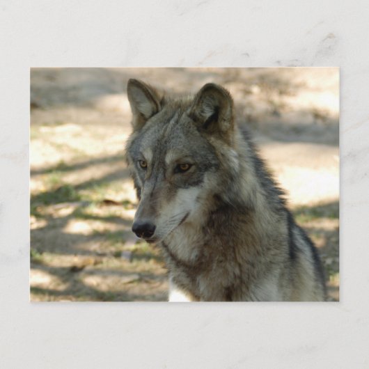 Wolves Gray Wolf Postcard Postkarte (Vorderseite)