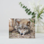 Wolves Gray Wolf Postcard Postkarte (Stehend Vorderseite)