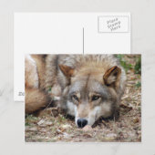 Wolves Gray Wolf Postcard Postkarte (Vorne/Hinten)