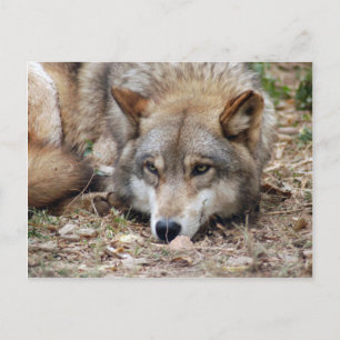 Wolves Gray Wolf Postcard Postkarte