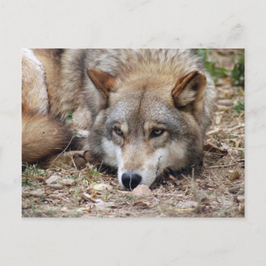 Wolves Gray Wolf Postcard Postkarte (Vorderseite)