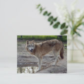 Wolves Gray Wolf Postcard Postkarte (Stehend Vorderseite)
