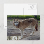 Wolves Gray Wolf Postcard Postkarte (Vorne/Hinten)