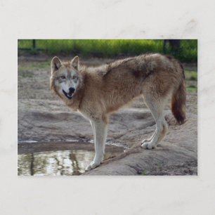 Wolves Gray Wolf Postcard Postkarte