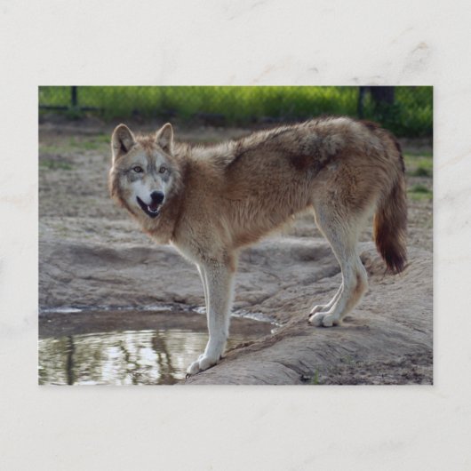 Wolves Gray Wolf Postcard Postkarte (Vorderseite)