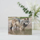 Wolves Gray Wolf Postcard Postkarte (Stehend Vorderseite)