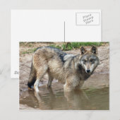 Wolves Gray Wolf Postcard Postkarte (Vorne/Hinten)