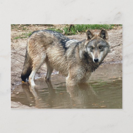 Wolves Gray Wolf Postcard Postkarte (Vorderseite)
