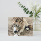 Wolves Gray Wolf Postcard Postkarte (Stehend Vorderseite)