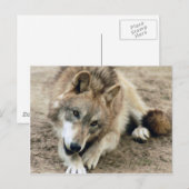 Wolves Gray Wolf Postcard Postkarte (Vorne/Hinten)