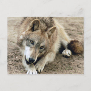 Wolves Gray Wolf Postcard Postkarte