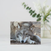 Wolves Gray Wolf Postcard Postkarte (Stehend Vorderseite)