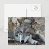 Wolves Gray Wolf Postcard Postkarte (Vorne/Hinten)