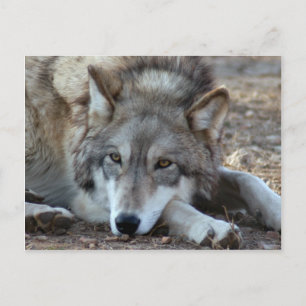 Wolves Gray Wolf Postcard Postkarte