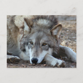 Wolves Gray Wolf Postcard Postkarte