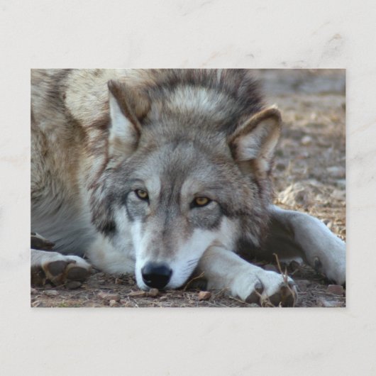 Wolves Gray Wolf Postcard Postkarte (Vorderseite)