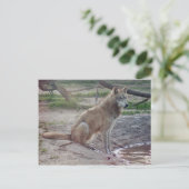 Wolves Gray Wolf Postcard Postkarte (Stehend Vorderseite)