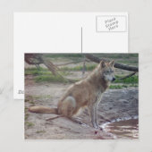 Wolves Gray Wolf Postcard Postkarte (Vorne/Hinten)
